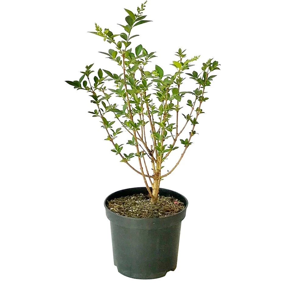Gemigte Liguster Pflanzen, Strucher & Hecken online kaufen | eBay.de