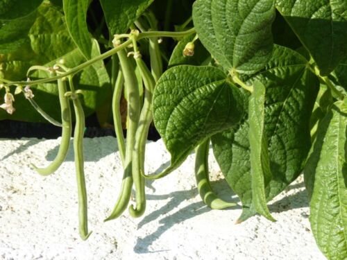HEIRLOOM GREEN BEAN garden 250+ seeds 10 Varieties NON-GMO PURE PROTEIN - Picture 6 of 9