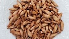 Terminalia Catappa seca fruta viable semilla nuez ceilán almendra orgánica herbal