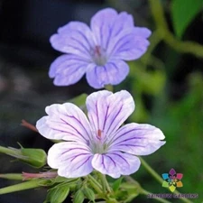 25+ Hexham Big Eyes Geranium Seeds for Garden Planting - USA - FREE SHIPPING!