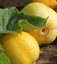 Lemon Cucumber 200+ Seeds Vegetable Garden Heirloom NON-GMO USA FREE SHIPPING