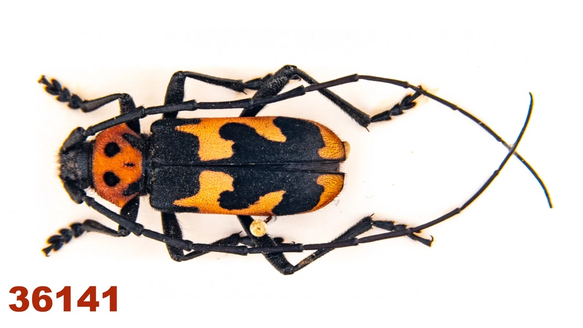 Cerambycidae Beetle for sale | eBay