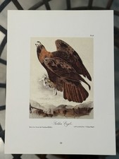 J.J. Audubon Golden Eagle Lithograph Print Nature Birds Unframed Portrait