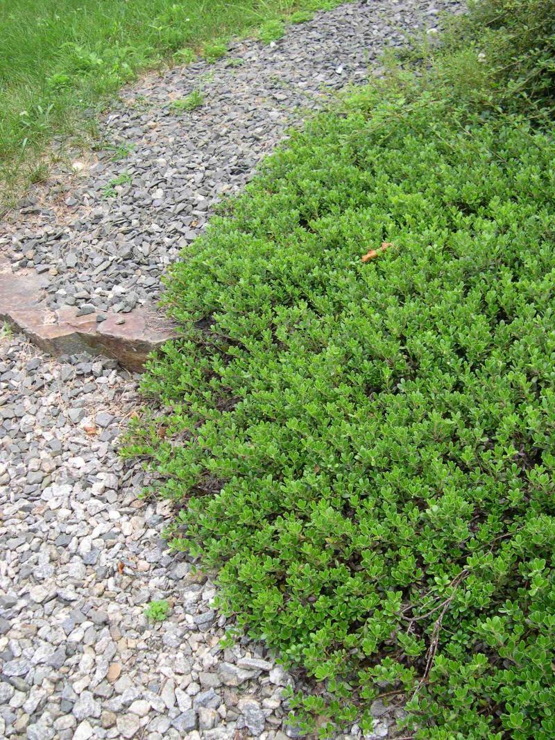 Bearberry Ground Cover