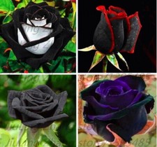 20 MIXED SEEDS for Black RARE red white purple Rose flower bush plant USA Seller