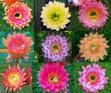 30 Kaktus Kakteen Samen Seeds TH Hybrid  Mix rare  Zucht