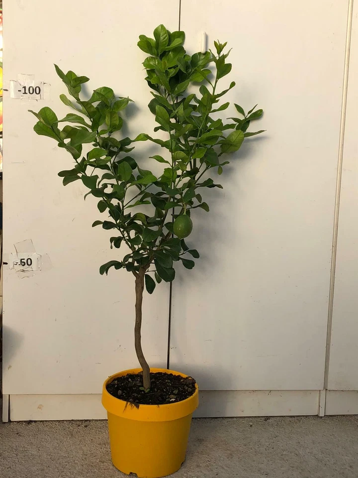 PIANTA DI LIMONE 4 QUATTRO STAGIONI LUNARIO VASO COLORATO 24 CM (foto reali)