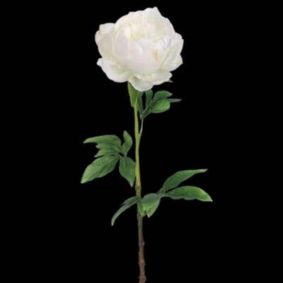 Gorgeous single white peony stem