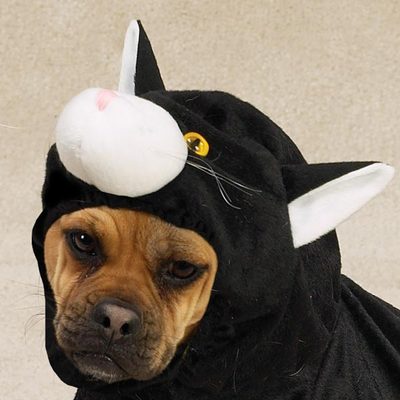 Zack & Zoey - DOGGONE CAT - Halloween Dog Costume SMALL Pup Puppy