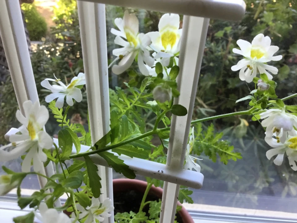 Poor Man's Orchid seeds for pots indoors all year 50 - Image 3 of 4