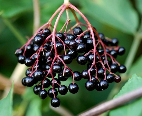 Black Lace Elderberry x 1 Plant " Sambucus nigra " --- Edible Berries - Picture 4 of 6