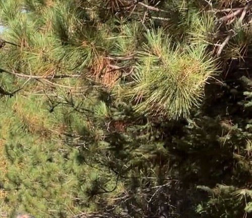 Caja de té orgánica con aguja de pino blanco 20 bolsas frescas que aumentan la inmunidad - Imagen 4 de 11