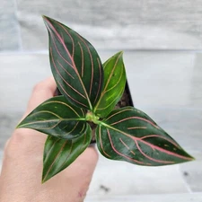 Aglaonema Rotundum Tiger, Aglaonema Red Vein live indoor house plants in 4" POT