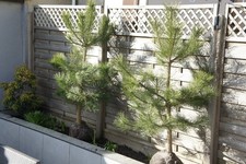 6 FT PINUS NIGRA AUSTRIAN PINE / CONIFER TREE