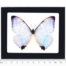 Morpho sulkowskyi REAL FRAMED BUTTERFLY BLUE PINK PURPLE PERU