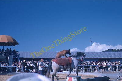 Ringling Brothers Circus Dog Horse Act 1950s 35mm Slide Vtg Kodachrome Sarasota