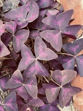 Oxalis Triangularis Purple shamrock rhizomes/bulbs