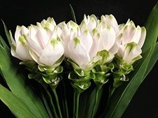 Pretty Imported Double Curcuma White Colour Flower Bulbs Pack Of 2 Bulbs