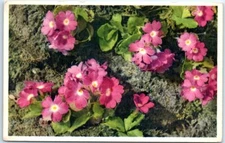 Postcard - Primula Hirsuta