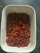 50+Seeds of Pequin  Piquin chili similar to Chiltepin Tepin  Pepper US Grower