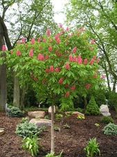 Buckeye Red Tree 2 Bare-root (Aesculus Pavia/firecracker plant)