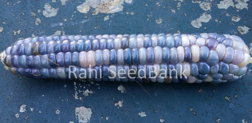Corn Glass Gem - A Beautiful Blue Colored Glass Gem Corn Variety!!! - Picture 4 of 7