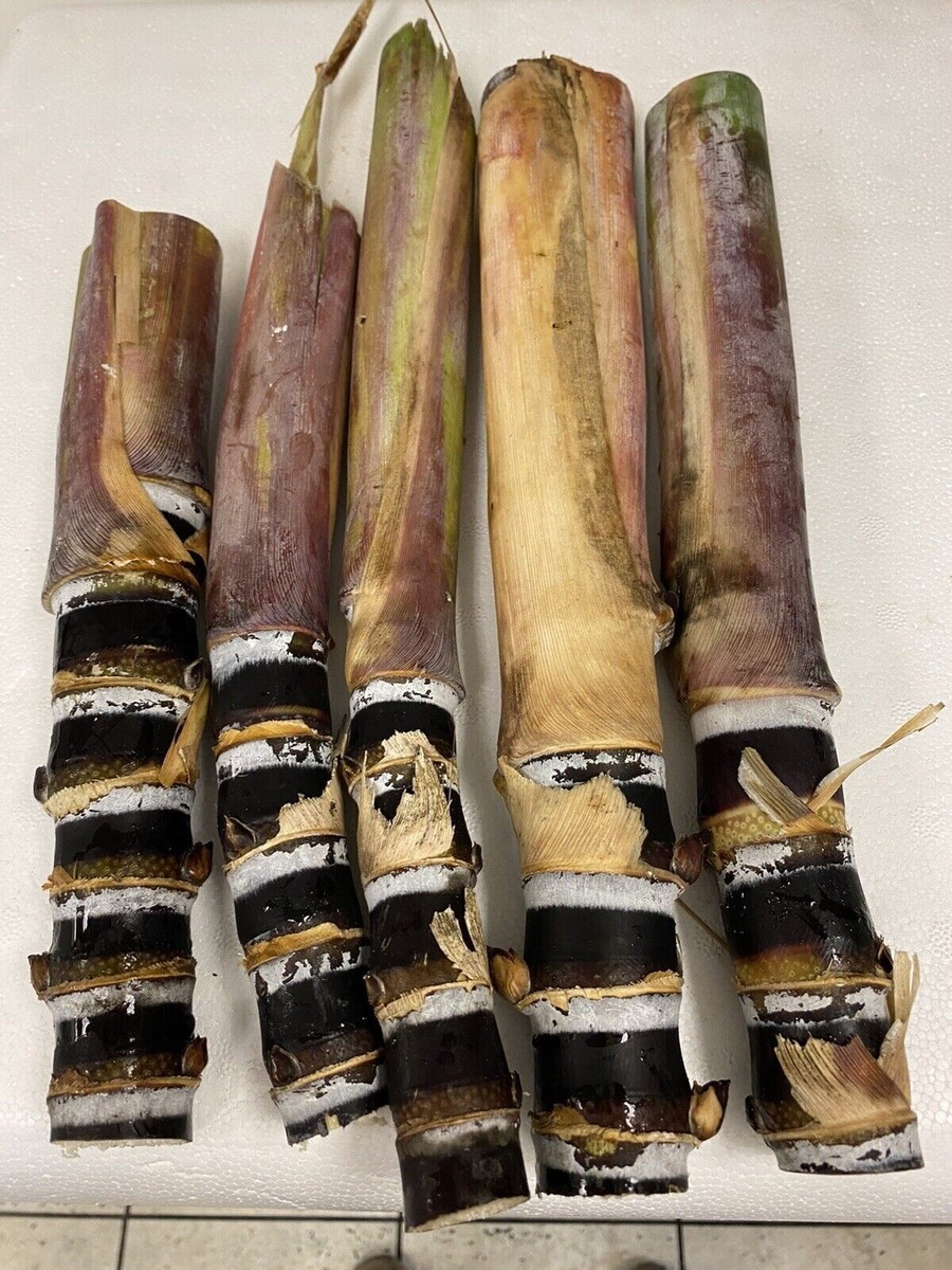 SOFT CHEW BLACK' Sugar Cane Cuttings FRESH ORGANIC PLANT NOW | eBay