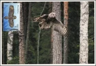 Lapland Owl the Wandering Ghost of the North Bird Finland Maxi FDC Card 1998