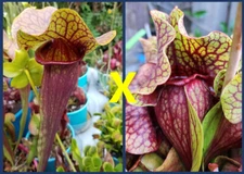 2024 SARRACENIA SEEDS: CATESBAEI RED X FAT ORNATE PURPUREA (BOOMAN)