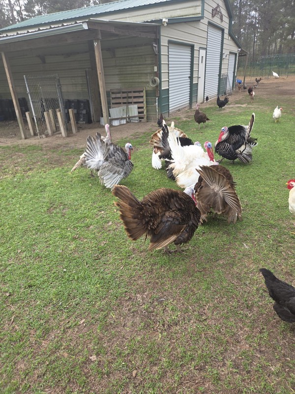 4+ HERITAGE TURKEY EGGS ORGANICALLY GROWN FREE RANGED READ DESCRIPTIONS