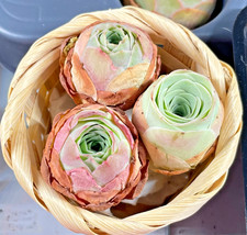 3 Small Single Head Mountain Rose Succulents, Live Succulents - Bare Root Shippe