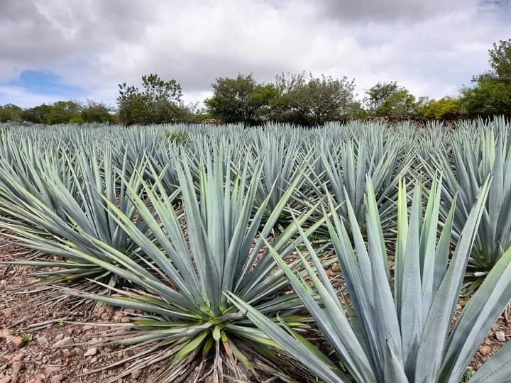 100 semillas agave azul tequilana weber | eBay