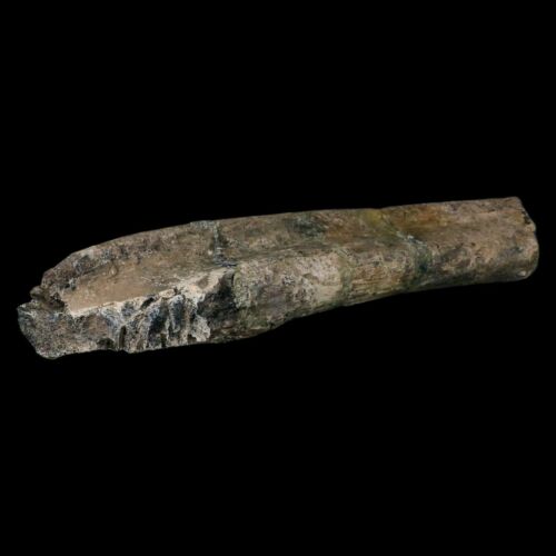 11.4" Camarasaurus Dinosaur Fossil Rib Bone Morrison FM CO Jurassic Age COA - Picture 6 of 11