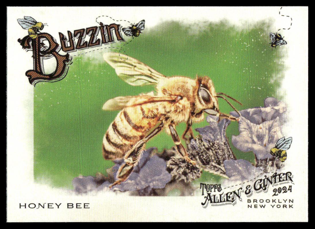 buzz　0228 2024 Topps Allen & Ginter Buzzin #BUZ-2 Honey Bee | eBay