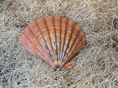 Large Lion's Paw Orange Scallop Exact Shell Crafting Decor Domestic Free Ship!