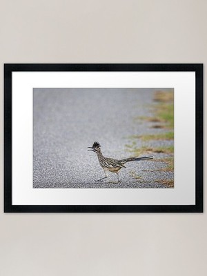 Roadrunner Running the Road von Debr Gerahmtes Wandbild Poster Leinwanddruck Bild