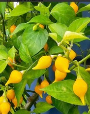 BIQUINHO SWEETY DROP (YELLOW) CHILI LOT OF 3 Hot Pepper