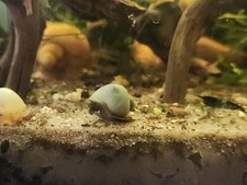 Blue Mystery snail Pomacea Bridgesii - Dark Foot - Fresh Water - Live - 3 Pack