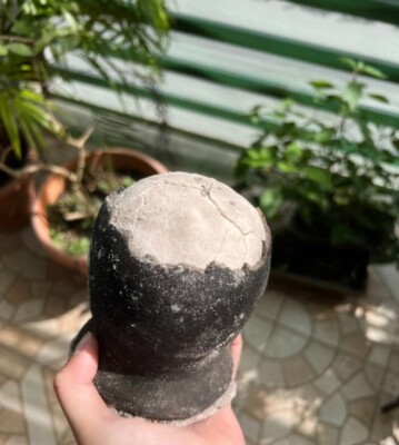 1 Unit Asin Tibuok Dino Egg Artisanal Coconut Sea Salt Bohol Philippines - DHL