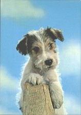 Dennis Productions Postcard Scruffy Dog Puppy All British Production