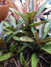 Neoregelia PETIT MINOU Bromeliad one tropical plant MINI 