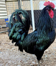 Ayam cemani and silkie mix hatching eggs