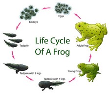 Listing image for Frog Life Cycle Poster A4 Picture Science Wall Art Kids Learning Print Gift