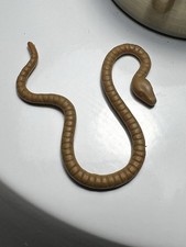 Yoda Snake (various browns) for sale