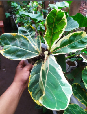 Ficus Lyrata Variegated, Fiddle Leaf Phytosanitari Certificate Ship DHL Express