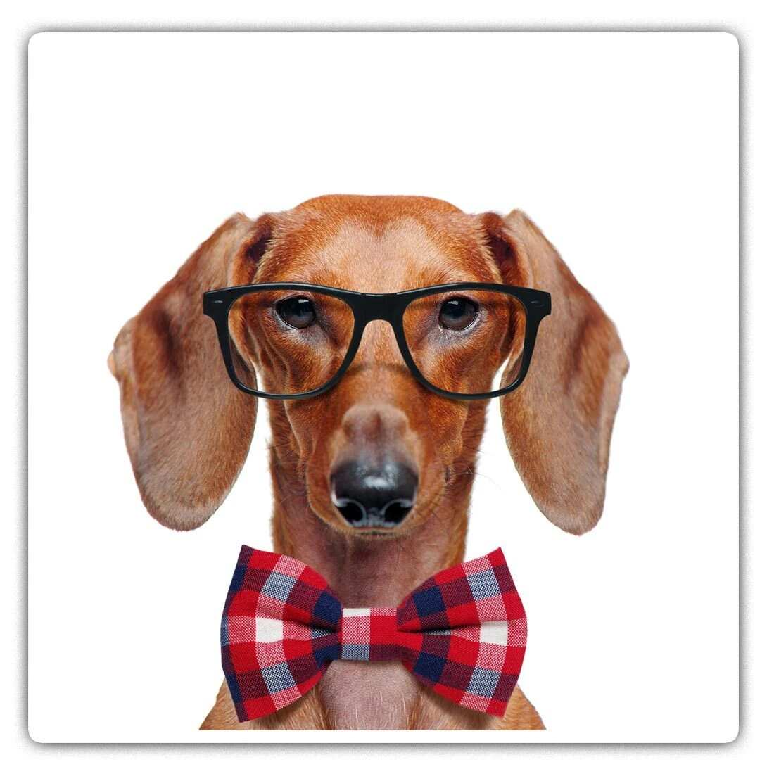 2 x Square Stickers 7.5 cm Funny Dachshund Sausage Dog Glasses Cool Gift 2405