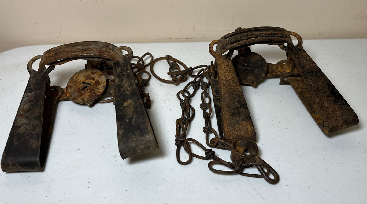 Pair Of Victor No. 11 Double Long Spring-Double Jaw Traps With