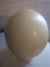 Ostrich Egg Shell, One Hole, Empty, Clean ~ 6" tall EXTRA LARGE
