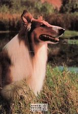 Lassie Postcard by Classico San Francisco #140-001