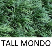 100 x TALL MONDO GRASS PLANTS - EXPRESS POST - since 2009